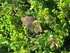 Dewy Ringlet (Erebia pandrose)