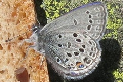 Cranberry Blue (Plebejus optilete)