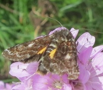 Beautiful Yellow Underwing (Anarta myrtilli)