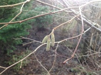 Common Hazel (Corylus avellana)
