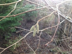 Hassel (Corylus avellana)