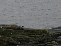 Eurasian Oystercatcher (Haematopus ostralegus)