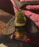 Smalkantet humlesvermer (Hemaris tityus)