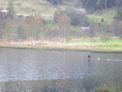 Mellomskarv (Phalacrocorax carbo sinensis)