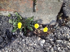 Hestehov (Tussilago farfara)