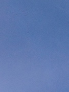Greylag Goose (Anser anser)