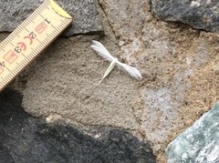 White Plume (Pterophorus pentadactyla)