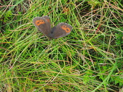 Arran Brown (Erebia ligea)