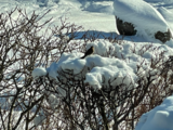 Sivspurv (Emberiza schoeniclus)