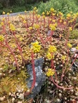 Broddbergknapp (Sedum rupestre)