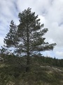 Furu (Pinus sylvestris)