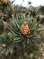 Furu (Pinus sylvestris)