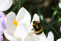 Bier og humler (Apidae)