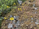 Broddbergknapp (Sedum rupestre)