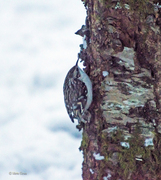 Trekryper (Certhia familiaris)