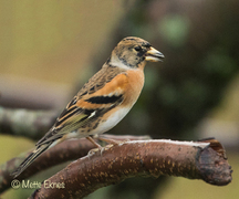 Bjørkefink (Fringilla montifringilla)