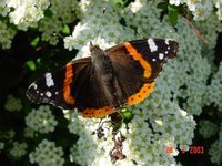 Admiral (Vanessa atalanta)