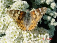 Tistelsommerfugl (Vanessa cardui)