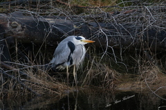 Gråhegre (Ardea cinerea)