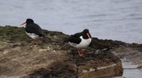 Eurasian Oystercatcher (Haematopus ostralegus)