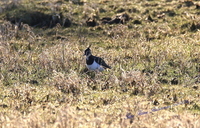 Northern Lapwing (Vanellus vanellus)