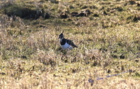 Vipe (Vanellus vanellus)