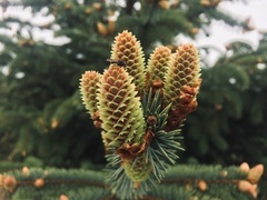 Gran (Picea abies)