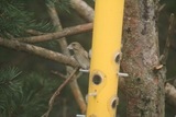 Grønnfink (Carduelis chloris)