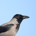 Kråke (Corvus cornix)