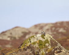 Dvergfalk (Falco columbarius)