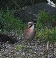 Nøtteskrike (Garrulus glandarius)