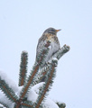 Gråtrost (Turdus pilaris)