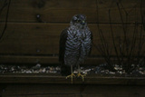 Spurvehauk (Accipiter nisus)