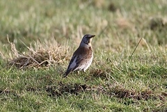 Gråtrost (Turdus pilaris)