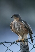 Spurvehauk (Accipiter nisus)