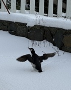 Common Guillemot (Uria aalge)