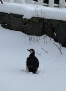 Common Guillemot (Uria aalge)