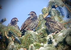 Stær (Sturnus vulgaris)