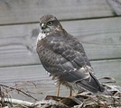 Spurvehauk (Accipiter nisus)