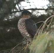 Eurasian Sparrowhawk (Accipiter nisus)