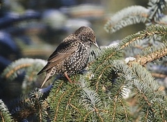 Stær (Sturnus vulgaris)