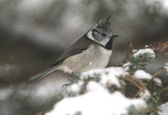 Toppmeis (Lophophanes cristatus)