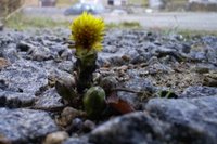 Hestehov (Tussilago farfara)