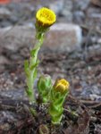 Hestehov (Tussilago farfara)