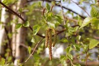 Downy Birch (Betula pubescens)