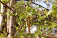 Bjørk (Betula pubescens)