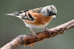 Brambling (Fringilla montifringilla)