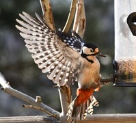 Great Spotted Woodpecker (Dendrocopos major)