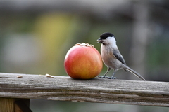 Willow Tit (Poecile montanus)