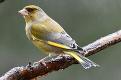 European Greenfinch (Chloris chloris)
